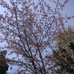 ようやく開いた庭の桜